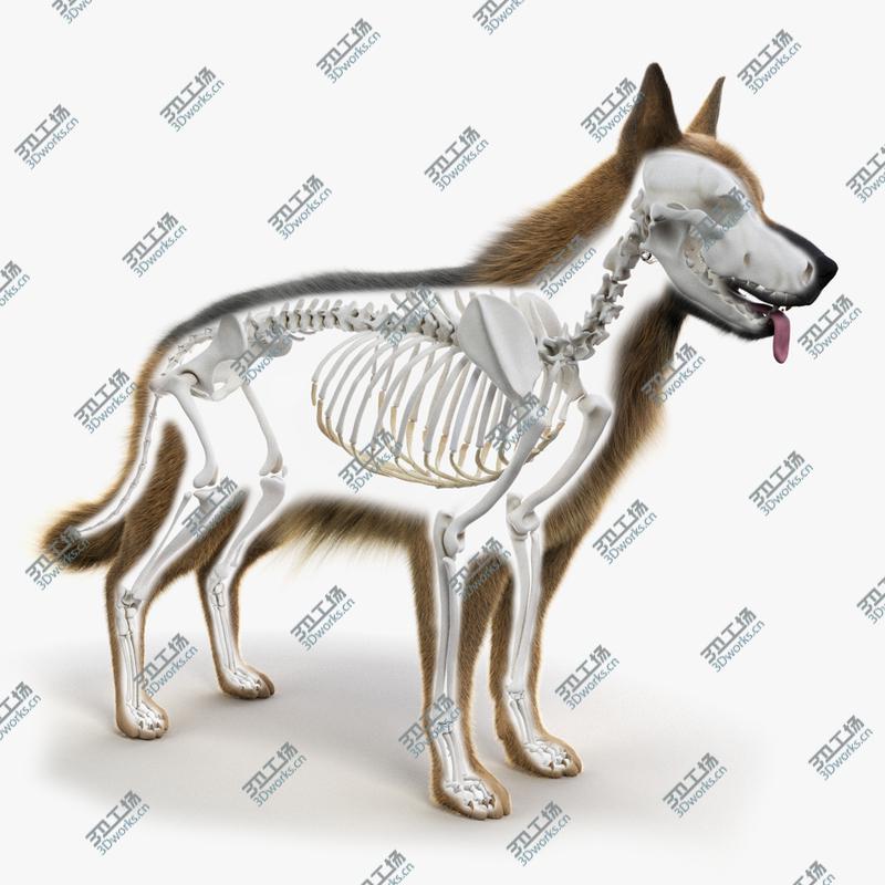 images/goods_img/2021040163/Dog Skin And Skeleton 3D/1.jpg